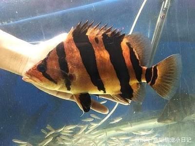 最貴的血紅龍魚(yú)品種是什么：最貴的血紅龍魚(yú)品種是什么？