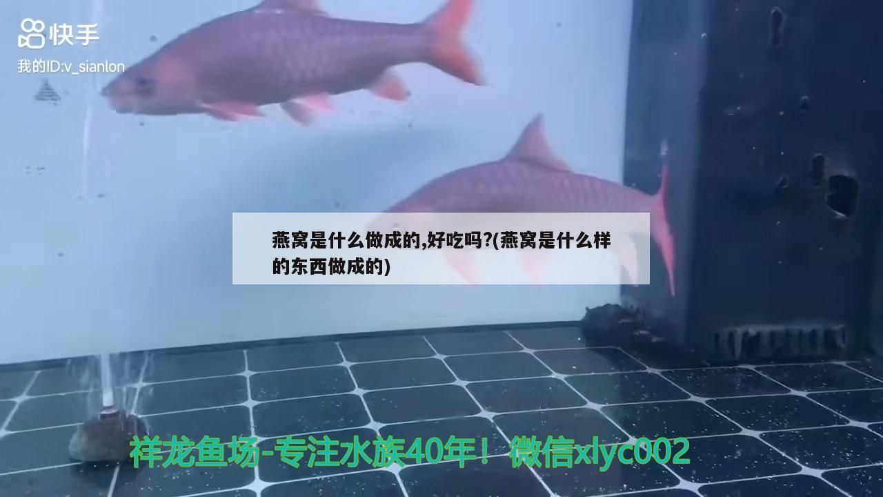 紅龍魚金龍魚混養用多少k的燈好呢：金龍紅龍混養用什么燈燈管