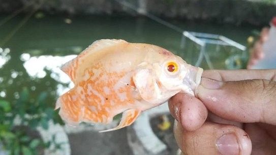 銀龍魚放生到河里能活嗎