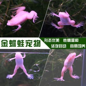 龍魚吃金蟾蛙好嗎：喂食金蟾蛙給龍魚好嗎