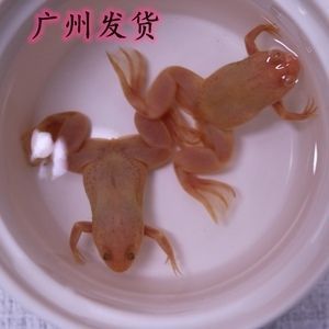 龍魚吃金蟾蛙好嗎：喂食金蟾蛙給龍魚好嗎