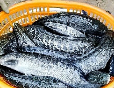 紅金龍魚的市場價格波動大嗎？