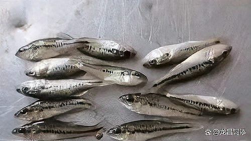 紅金龍魚的市場價格波動大嗎？