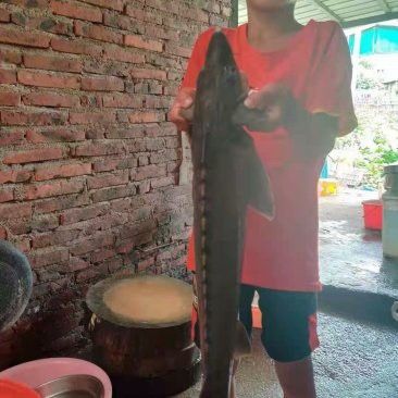 福龍魚的價格是多少？ 福龍魚的價格是多少？ 龍魚百科 第3張