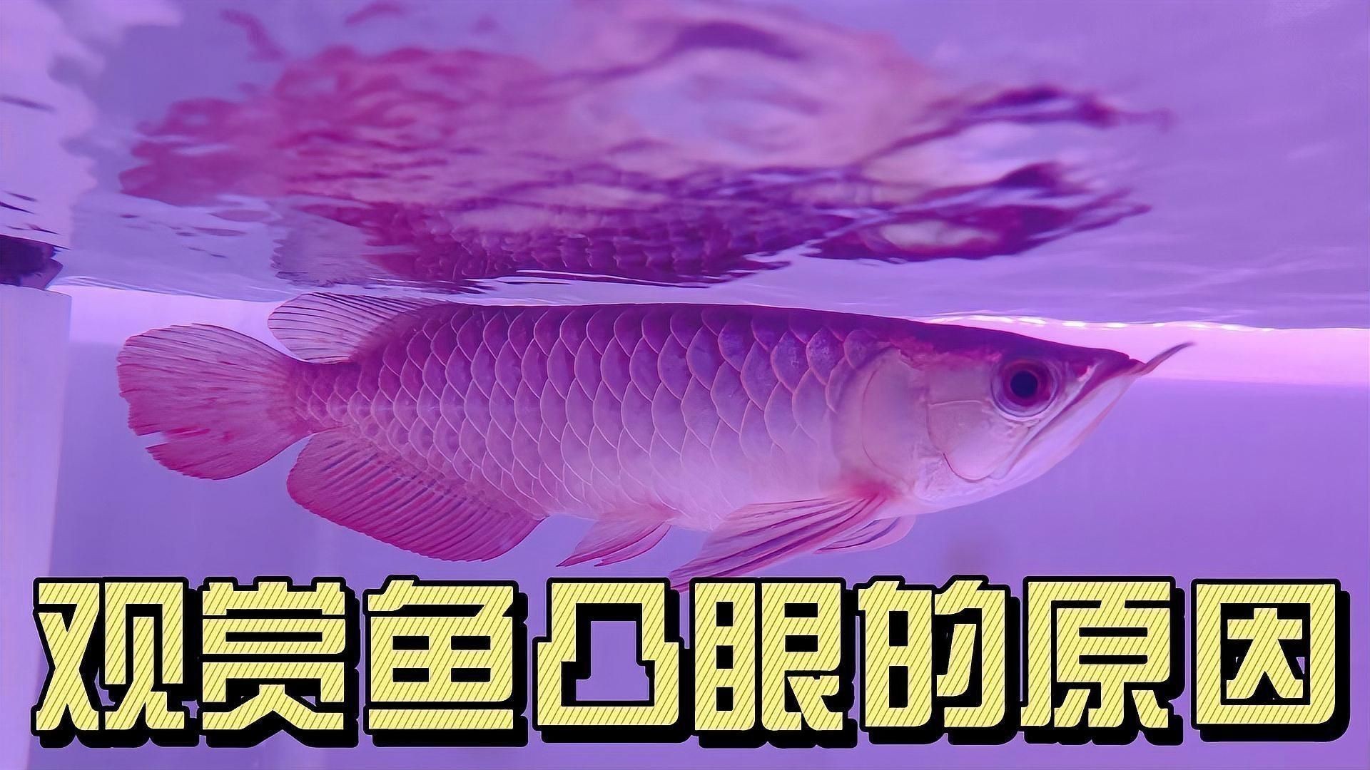 如何判斷魚突眼的病因？