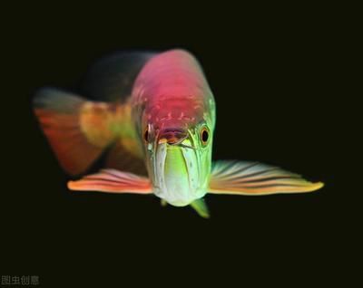 龍魚缸晚上要開燈嗎為什么：龍魚缸開燈和不開燈的區(qū)別
