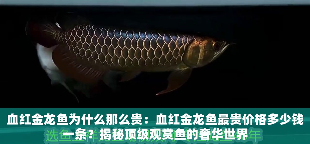 血紅金龍魚(yú)為什么那么貴：血紅金龍魚(yú)最貴價(jià)格多少錢(qián)一條？揭秘頂級(jí)觀賞魚(yú)的奢華世界 血紅金龍魚(yú)為什么那么貴：血紅金龍魚(yú)最貴價(jià)格多少錢(qián)一條？揭秘頂級(jí)觀賞魚(yú)的奢華世界 龍魚(yú)百科 第1張