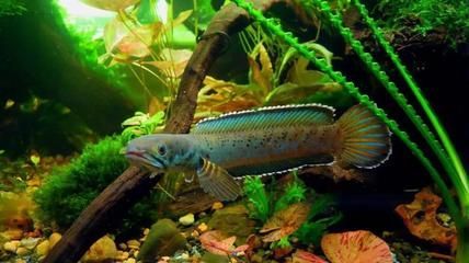 雷龍魚價格排行榜前十名有哪些（雷龍魚價格排行榜）