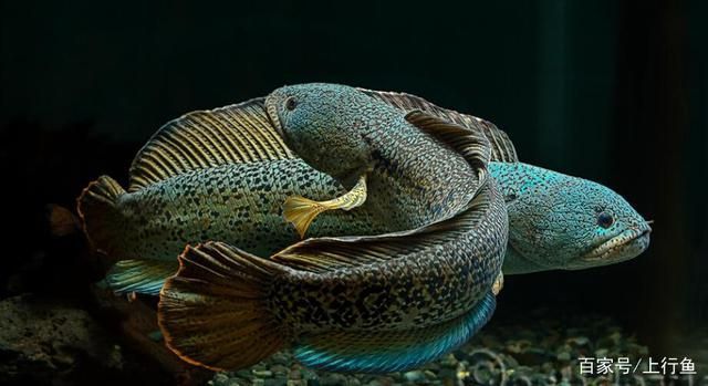 雷龍魚價(jià)格排行榜前十名有哪些（雷龍魚價(jià)格排行榜）