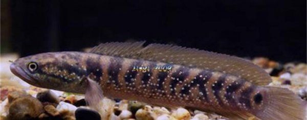 雷龍魚價(jià)格排行榜前十名有哪些（雷龍魚價(jià)格排行榜）