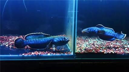 雷龍魚價格排行榜前十名有哪些（雷龍魚價格排行榜）