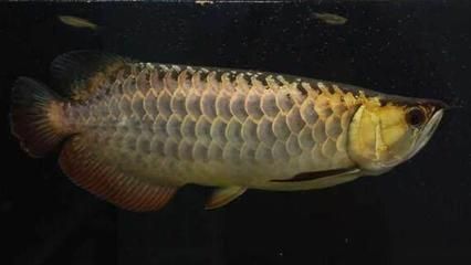 高背金龍魚是什么意思（高背金龍魚和過背金龍魚的區別）