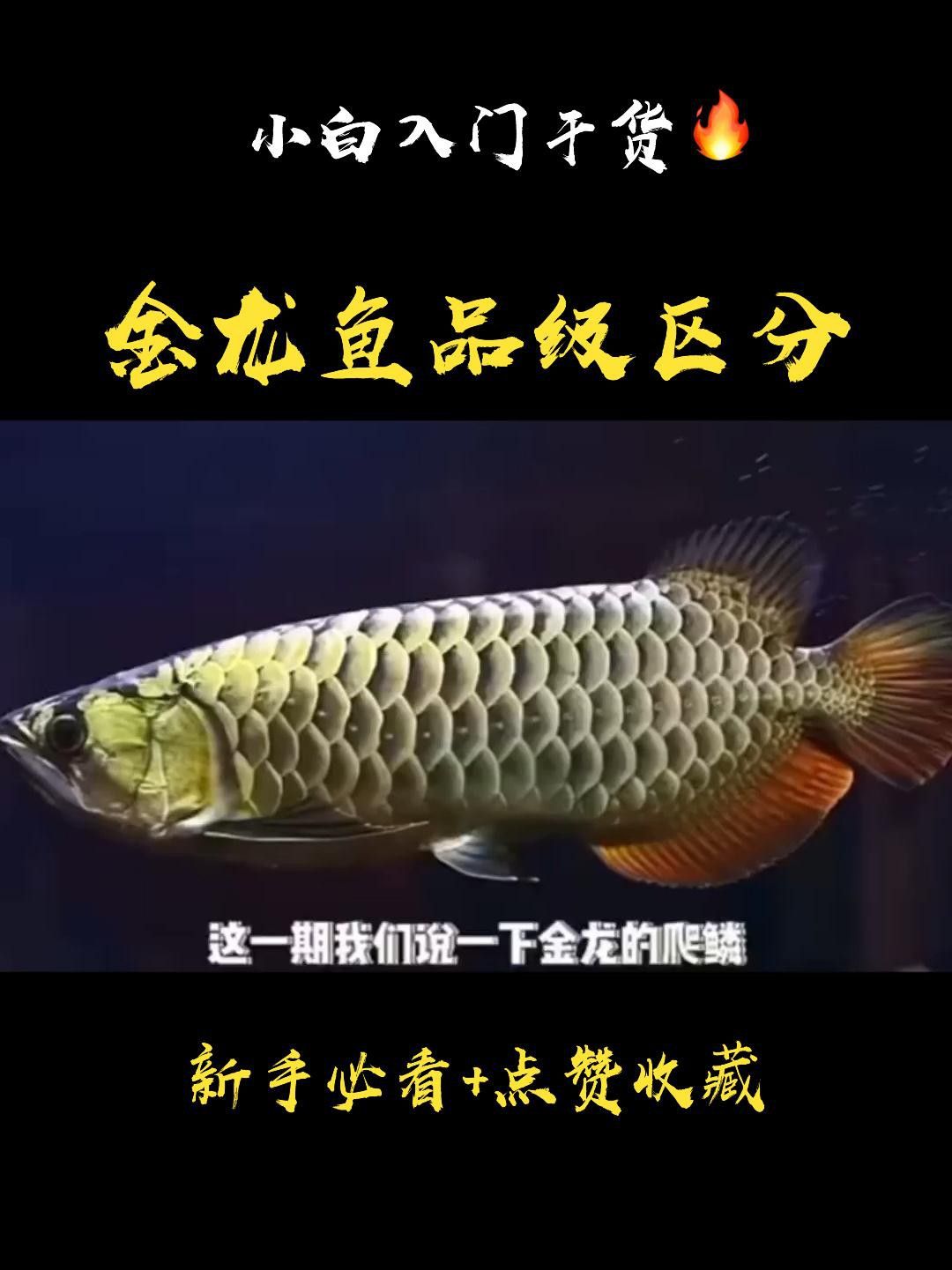 金龍魚等級劃分依據是什么？ 金龍魚等級劃分依據是什么？ 龍魚百科 第2張