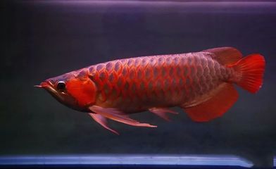 贊美金龍魚的詩