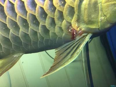 龍魚鱗片邊白色絮狀物的原因（龍魚鱗片上出現白色絮狀物可能是由多種原因引起的）