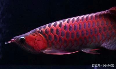 龍魚多大變色：龍魚發色階段及其對應的體長