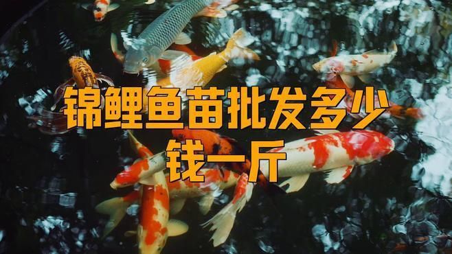 錦鯉魚苗批發多少錢一斤