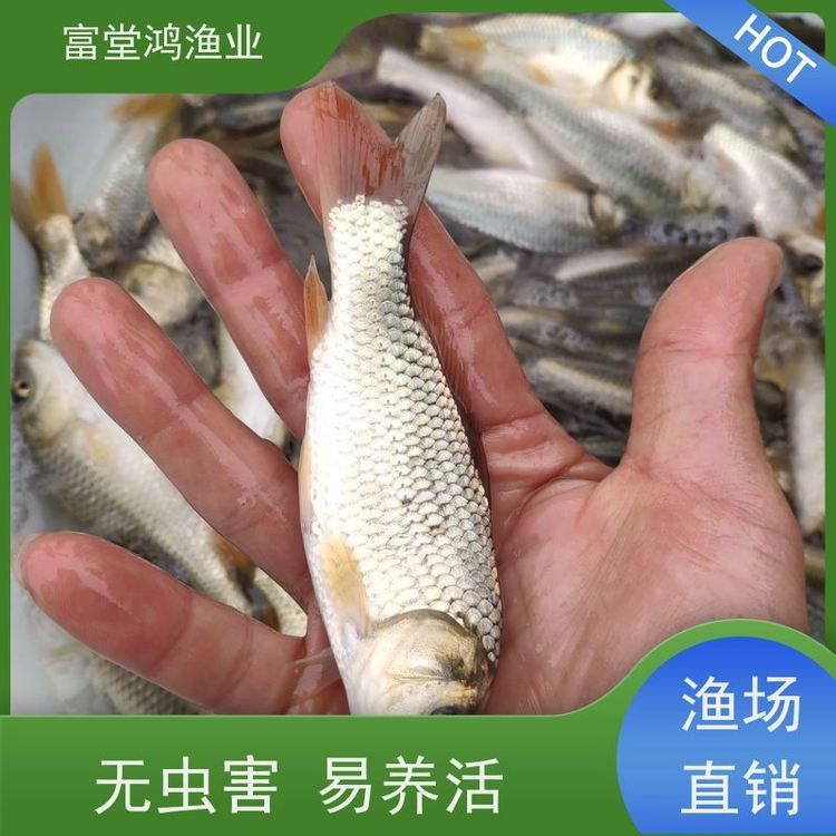 錦鯉魚苗批發(fā)多少錢一斤