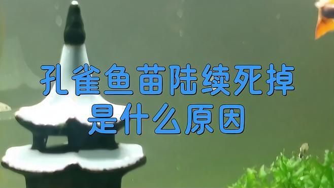 孔雀魚鴻運當頭魚苗死亡率太高了