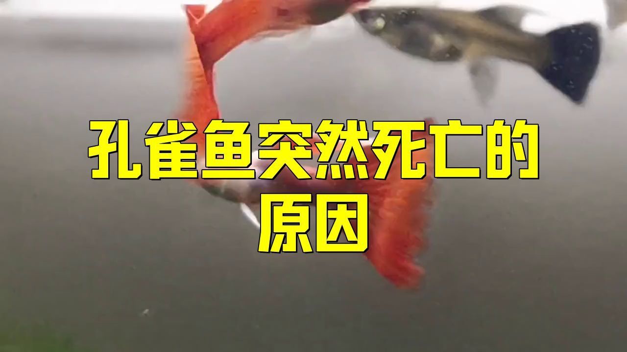 孔雀魚鴻運當頭魚苗死亡率太高了