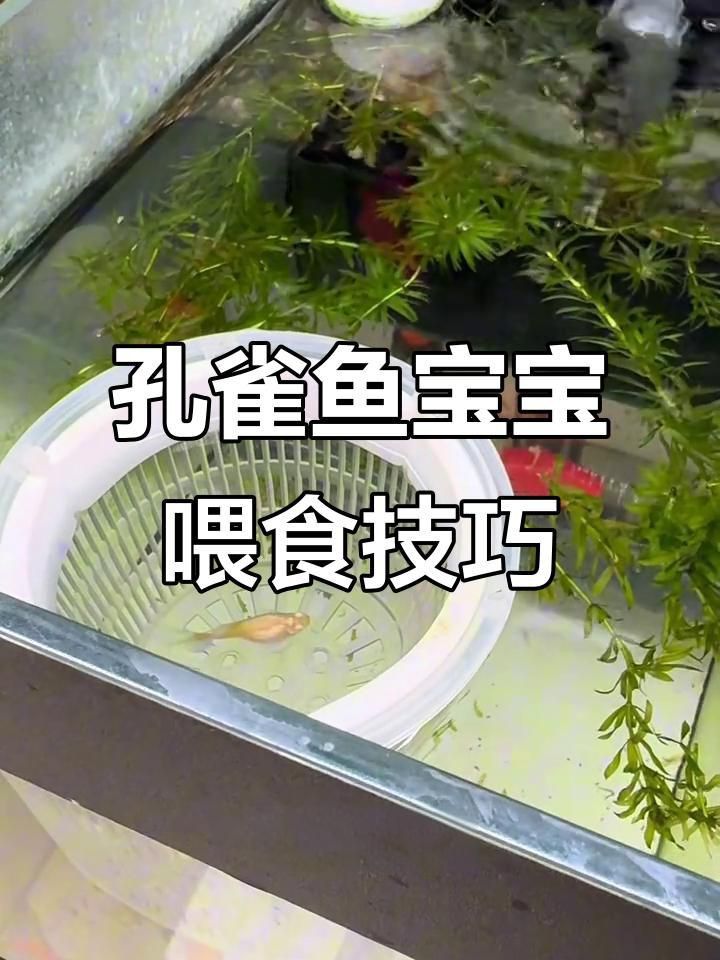 孔雀魚鴻運當頭魚苗死亡率太高了