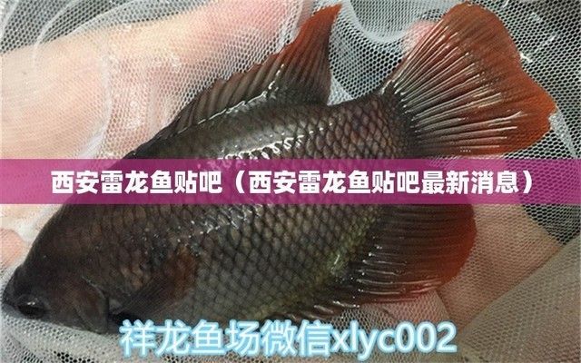 雷龍魚商：雷龍魚商在經(jīng)營(yíng)過(guò)程中需要注意以下幾個(gè)方面，雷龍魚市場(chǎng)價(jià)格趨勢(shì)