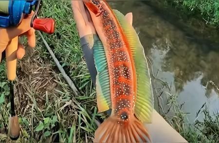 雷龍魚商：雷龍魚商在經(jīng)營(yíng)過(guò)程中需要注意以下幾個(gè)方面，雷龍魚市場(chǎng)價(jià)格趨勢(shì)