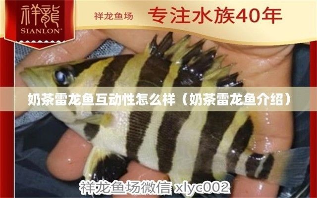 雷龍魚商：雷龍魚商在經營過程中需要注意以下幾個方面，雷龍魚市場價格趨勢