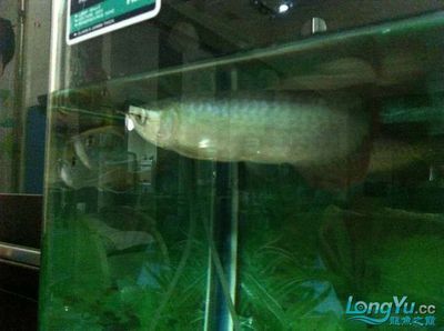 兩條龍魚：兩條龍魚可以一起飼養嗎 兩條龍魚：兩條龍魚可以一起飼養嗎 龍魚百科 第2張