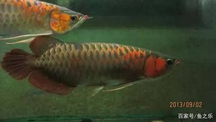 兩條龍魚：兩條龍魚可以一起飼養嗎 兩條龍魚：兩條龍魚可以一起飼養嗎 龍魚百科 第3張