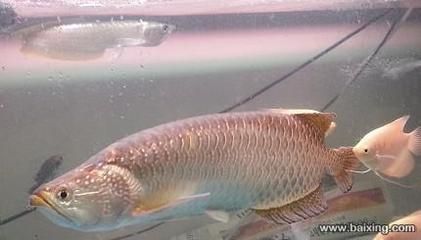 兩條龍魚：兩條龍魚可以一起飼養嗎 兩條龍魚：兩條龍魚可以一起飼養嗎 龍魚百科 第1張