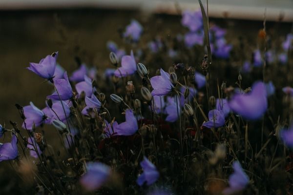 黃金眼鏡蛇雷龍魚養多少條不會打架：養多少條黃金眼鏡蛇雷龍魚才不會打架
