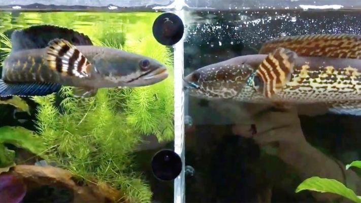 黃金眼鏡蛇雷龍魚養多少條不會打架：養多少條黃金眼鏡蛇雷龍魚才不會打架