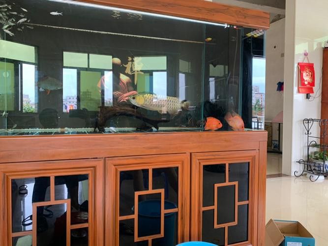 金龍魚和其他魚混養好嗎圖片