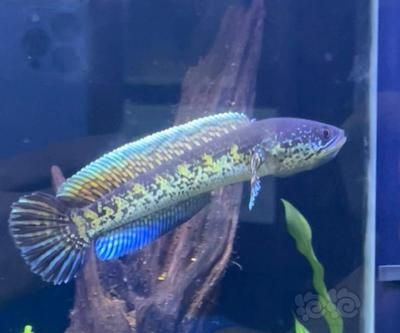野生雷龍魚圖片：美麗而神秘的深海生物——雷龍魚