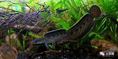 雷龍魚人工繁殖技術進展：雷龍魚人工繁殖技術的研究與應用取得了顯著的進展 雷龍魚人工繁殖技術進展：雷龍魚人工繁殖技術的研究與應用取得了顯著的進展 龍魚百科 第4張