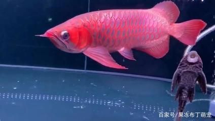 紅龍魚火焰尾有什么好：如何飼養紅龍魚火焰尾 紅龍魚火焰尾有什么好：如何飼養紅龍魚火焰尾 龍魚百科