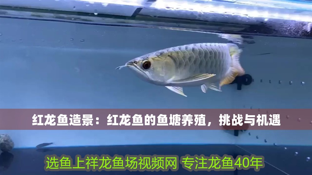 紅龍魚造景：紅龍魚的魚塘養(yǎng)殖，挑戰(zhàn)與機遇