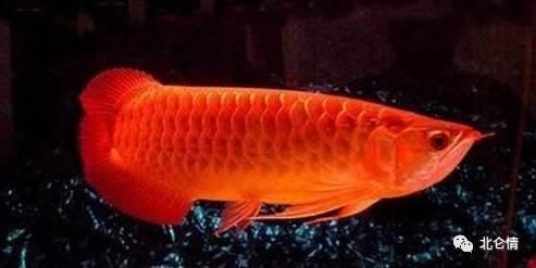 金龍魚紅色好還是金色好：金龍魚紅色和金色哪個(gè)更好