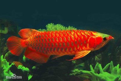 金龍魚紅色好還是金色好：金龍魚紅色和金色哪個更好