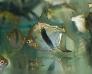 細線銀版魚批發：細線銀版魚養殖基地細線銀版魚養殖基地細線銀版魚的選購技巧 細線銀版魚批發：細線銀版魚養殖基地細線銀版魚養殖基地細線銀版魚的選購技巧 龍魚百科 第2張