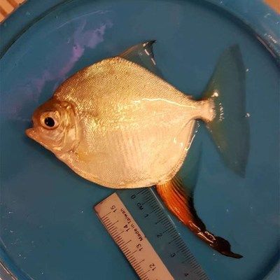 細線銀版魚批發：細線銀版魚養殖基地細線銀版魚養殖基地細線銀版魚的選購技巧 細線銀版魚批發：細線銀版魚養殖基地細線銀版魚養殖基地細線銀版魚的選購技巧 龍魚百科 第1張