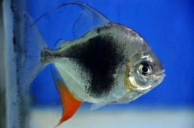 細線銀版魚批發：細線銀版魚養殖基地細線銀版魚養殖基地細線銀版魚的選購技巧 細線銀版魚批發：細線銀版魚養殖基地細線銀版魚養殖基地細線銀版魚的選購技巧 龍魚百科 第4張