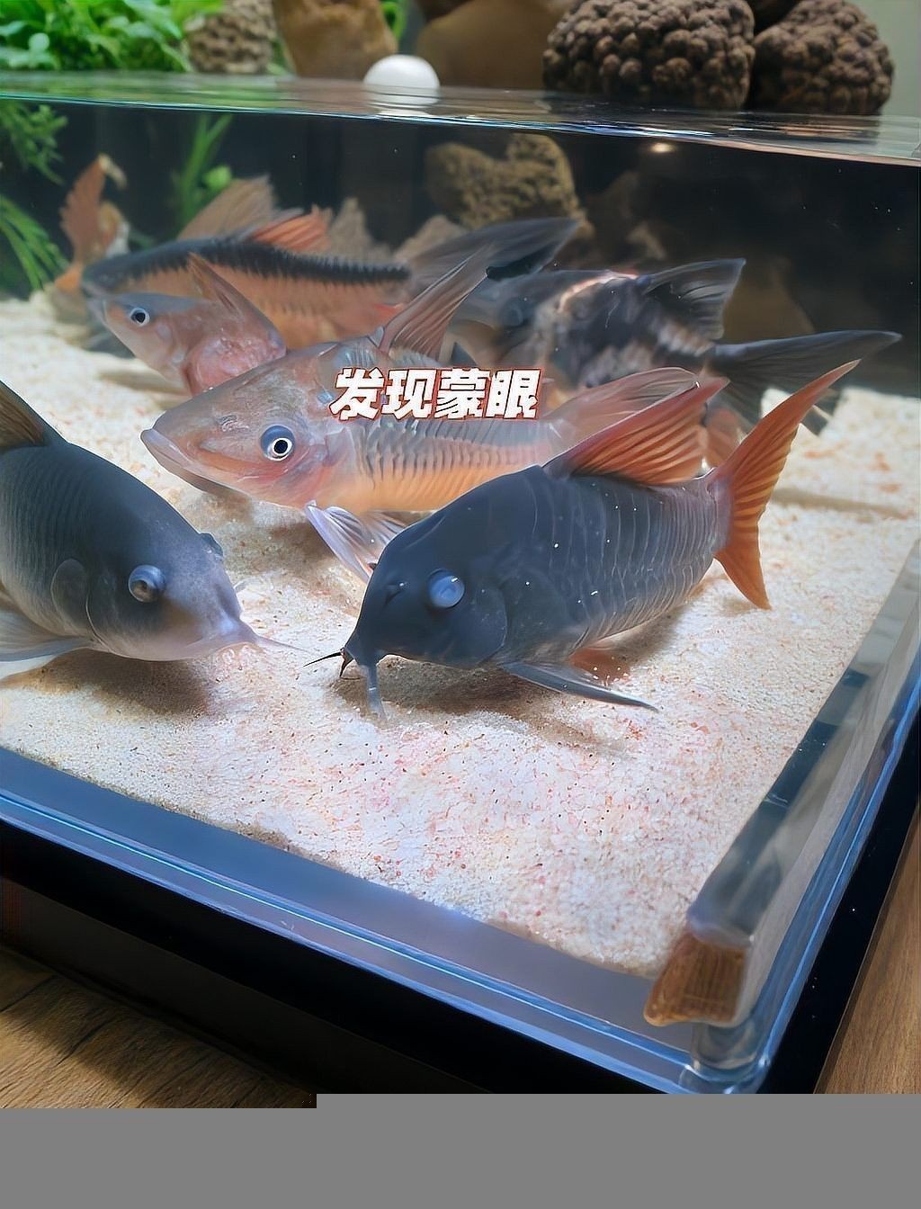 龍魚(yú)蒙眼一直不好怎么辦