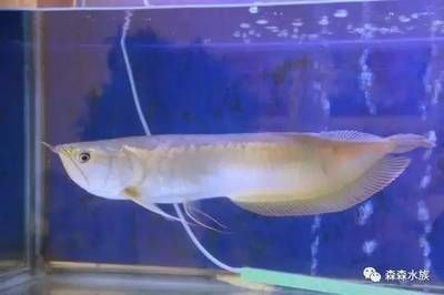 剛買的銀龍魚不吃食怎么回事（新買的銀龍魚為啥不進(jìn)食） 剛買的銀龍魚不吃食怎么回事（新買的銀龍魚為啥不進(jìn)食） 龍魚百科 第3張