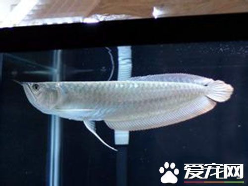 剛買的銀龍魚不吃食怎么回事（新買的銀龍魚為啥不進(jìn)食） 剛買的銀龍魚不吃食怎么回事（新買的銀龍魚為啥不進(jìn)食） 龍魚百科 第2張