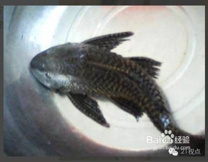 龍魚內臟外露后如何護理 龍魚內臟外露后如何護理 龍魚百科 第10張