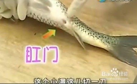 龍魚內臟外露后如何護理 龍魚內臟外露后如何護理 龍魚百科 第9張