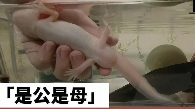 六角龍魚怎樣分公母