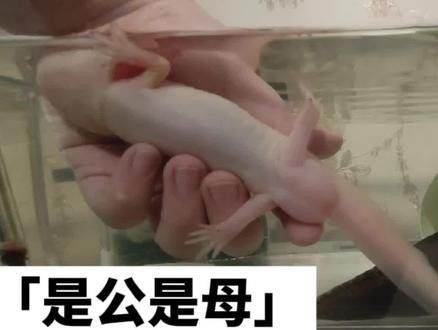 六角龍魚(yú)怎樣分公母